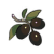 Olive.png